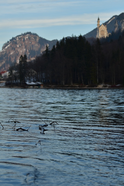 2018-12-29 Hohenschwangau/DSC_8808.JPG